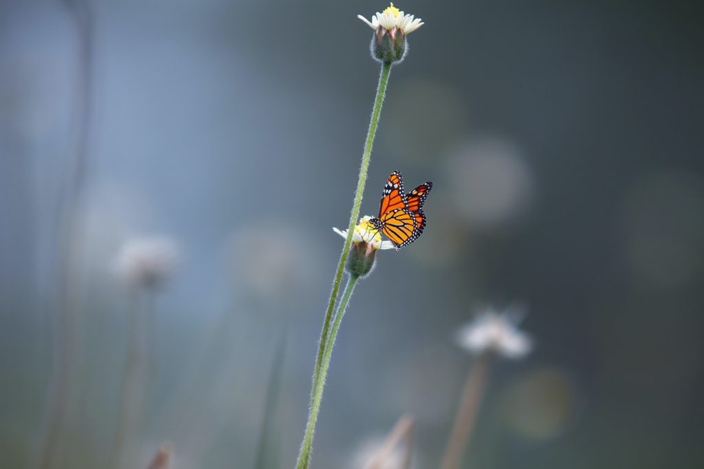 Oranger Schmetterling auf Blume